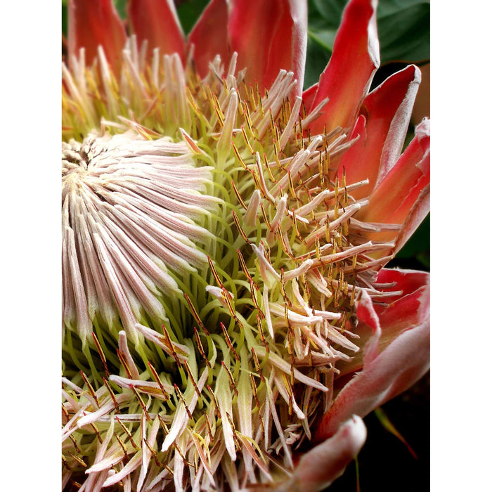 5 x 7 Blank Greeting Cards