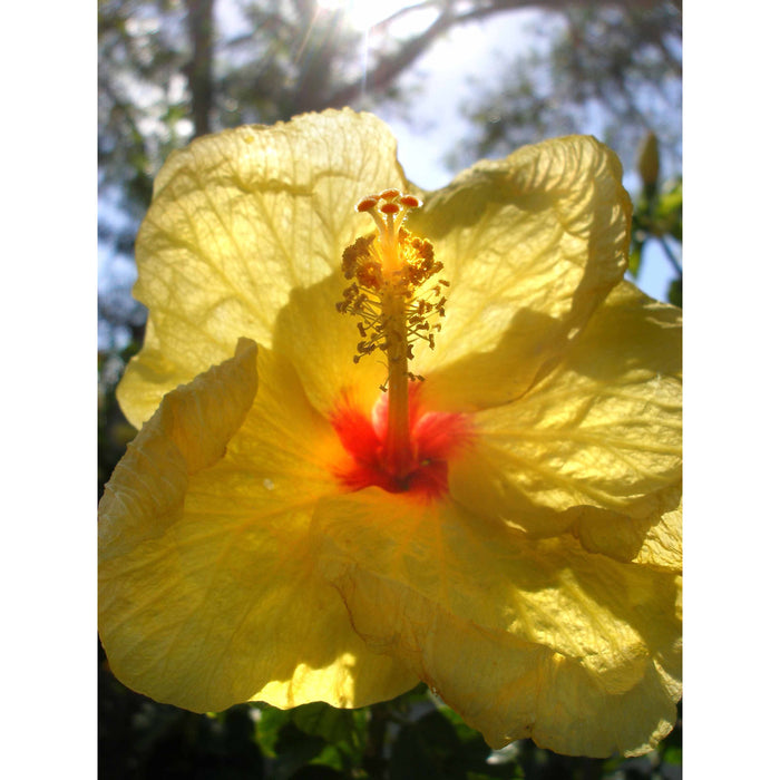 5 x 7 Blank Greeting Cards