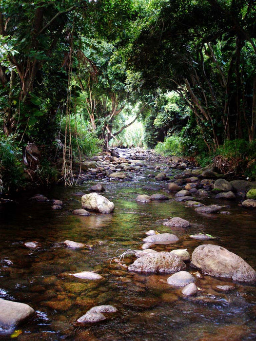 5 x 7 Blank Greeting Cards