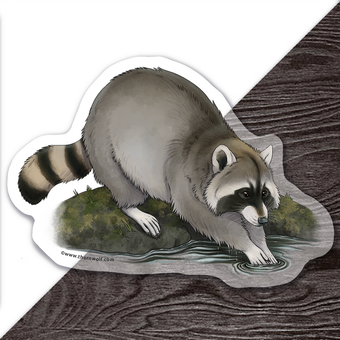 Washing Raccoon Clear Vinyl Sticker