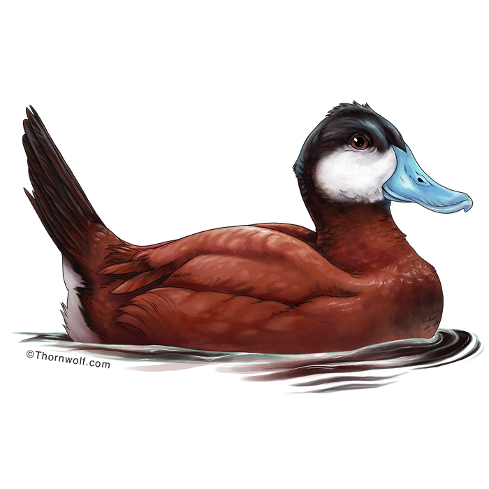 Ruddy Duck Clear Vinyl Sticker
