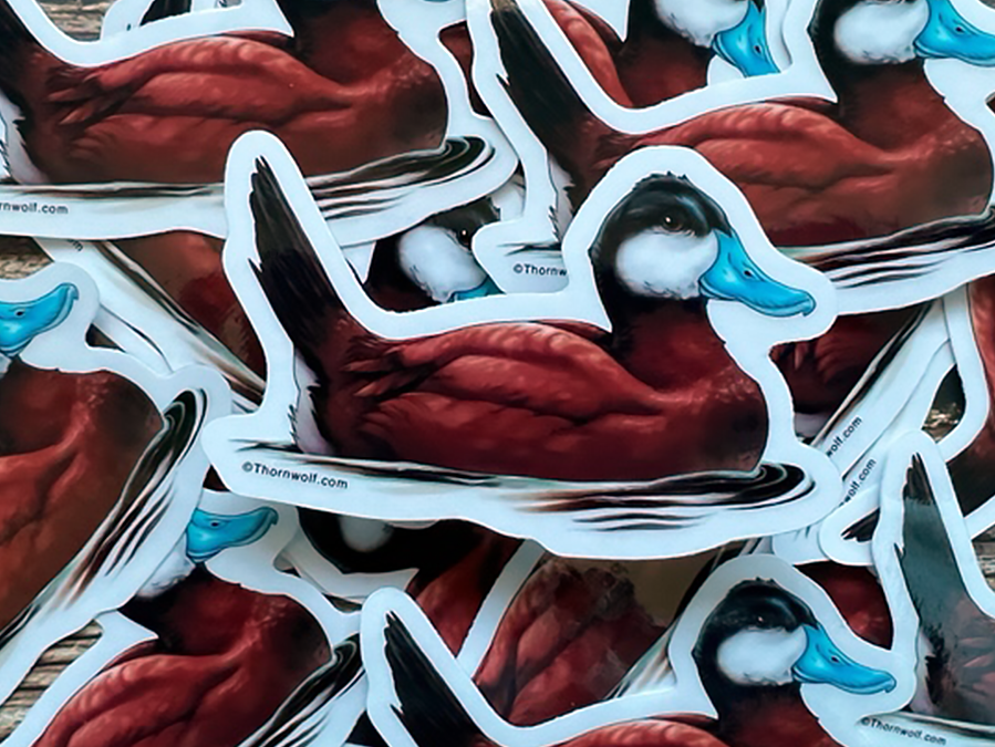 Ruddy Duck Clear Vinyl Sticker