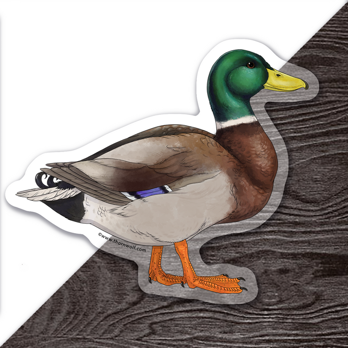 Mallard Duck Clear Vinyl Sticker