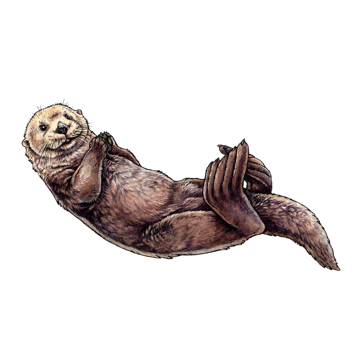 Sea Otter Clear Vinyl Sticker