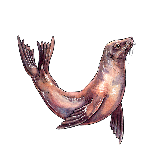 Sea Lion Clear Vinyl Sticker