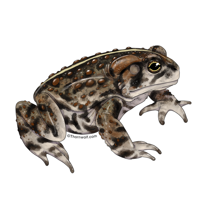 Toad Clear Vinyl Sticker