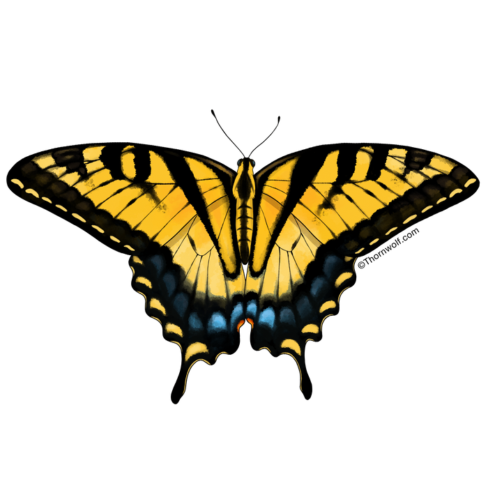 Western Tiger Swallowtail Butterfly Clear Vinyl Sticker