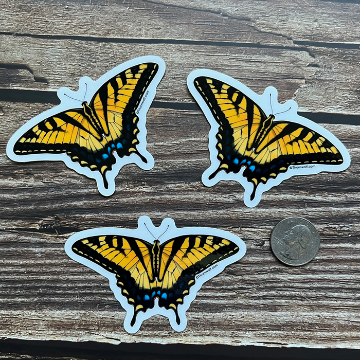 Western Tiger Swallowtail Butterfly Clear Vinyl Sticker
