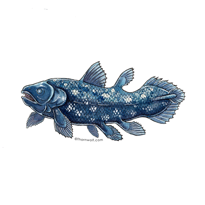Coelacanth Clear Vinyl Sticker