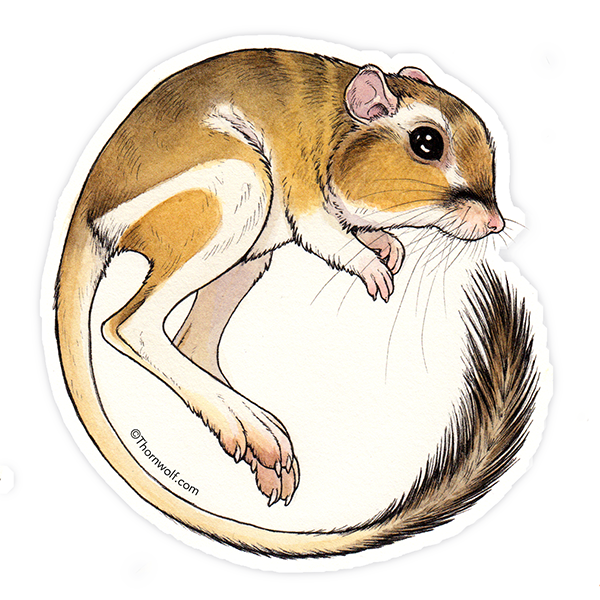 Kangaroo Rat Clear Vinyl Sticker