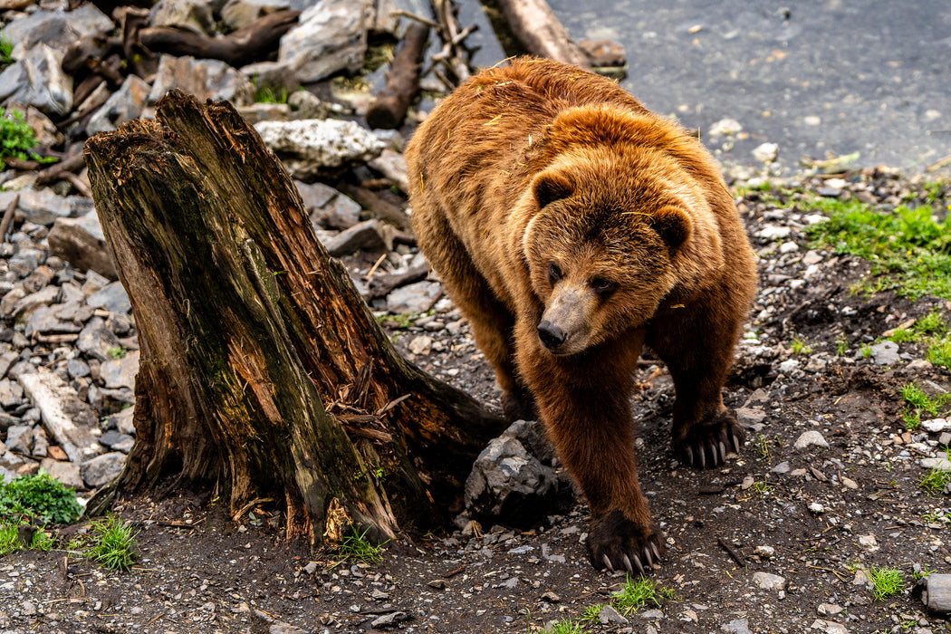 Bear