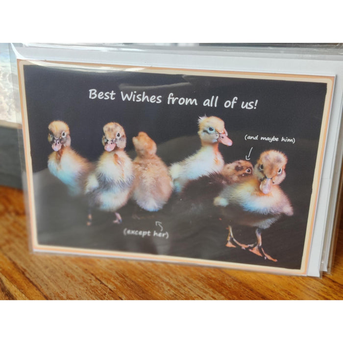 5 x 7 Blank Greeting Cards