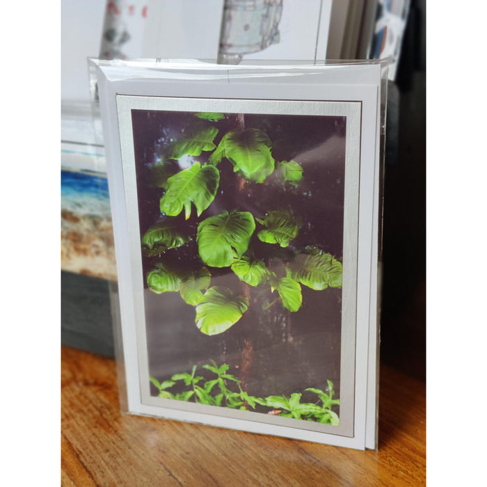 5 x 7 Blank Greeting Cards