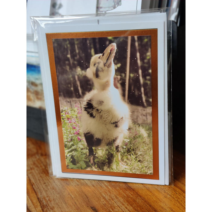 5 x 7 Blank Greeting Cards