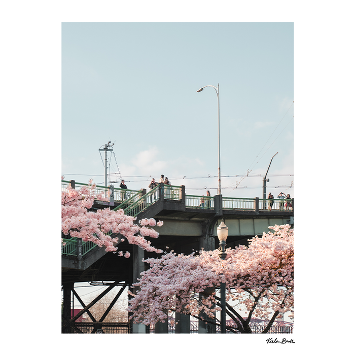 11x14 Cherry Blossom Photo Print