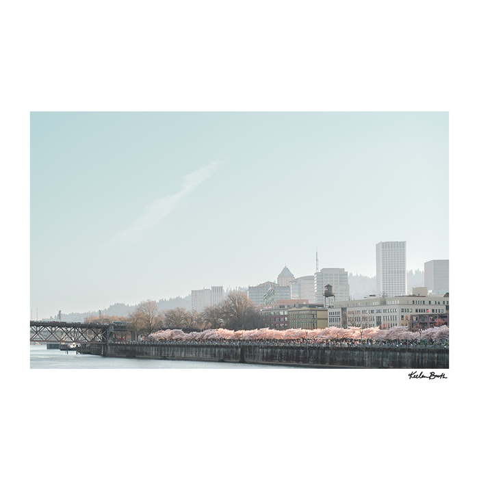 8x10 Cherry Blossom Photo Print