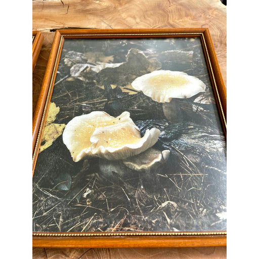 Vintage Framed Art 2 Available $25 Each