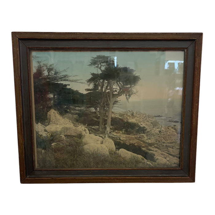 Vintage Framed Tinted Coastal Landscape Photograph of Cypress Trees on Rocky Shoreline