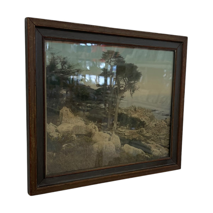 Vintage Framed Tinted Coastal Landscape Photograph of Cypress Trees on Rocky Shoreline