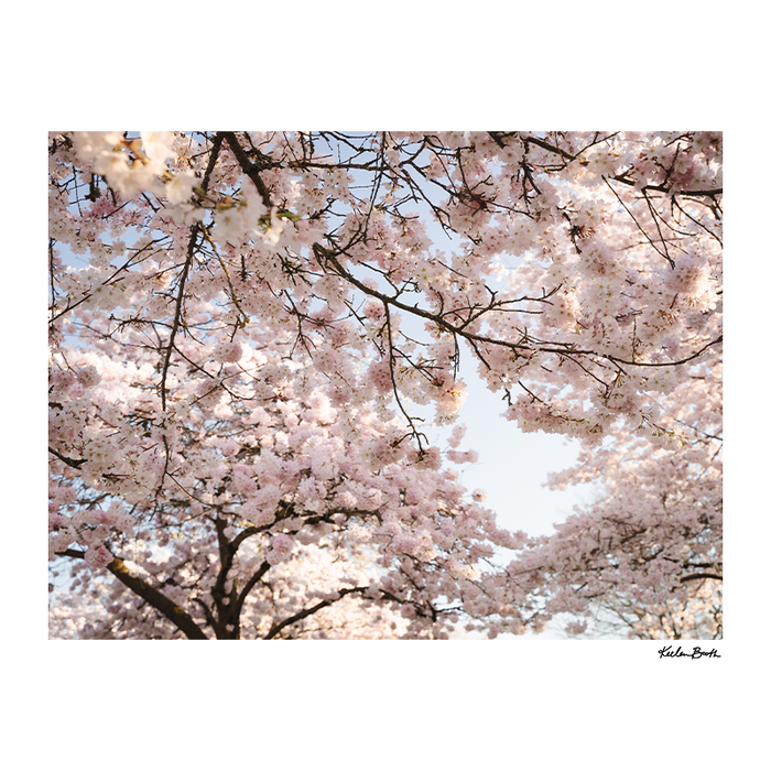 13x19 Cherry Blossom Photo Print