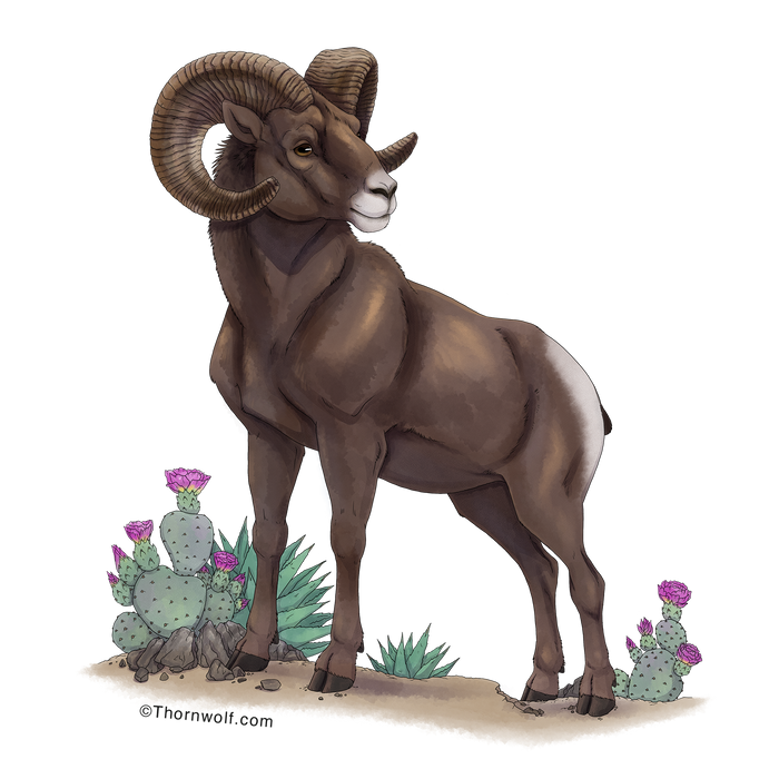 Bighorn Sheep Clear Vinyl Sticker