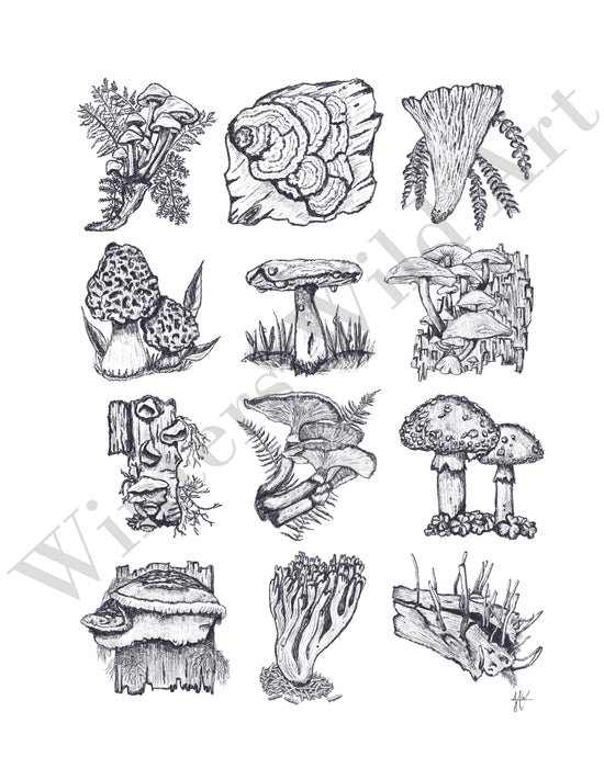 Mushroom Study Art Print Botanical Illustration