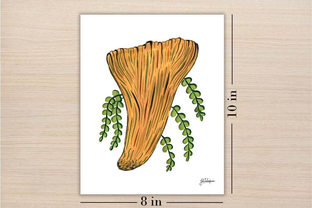 Woolly Chanterelle Art Print Botanical Illustration 8x10