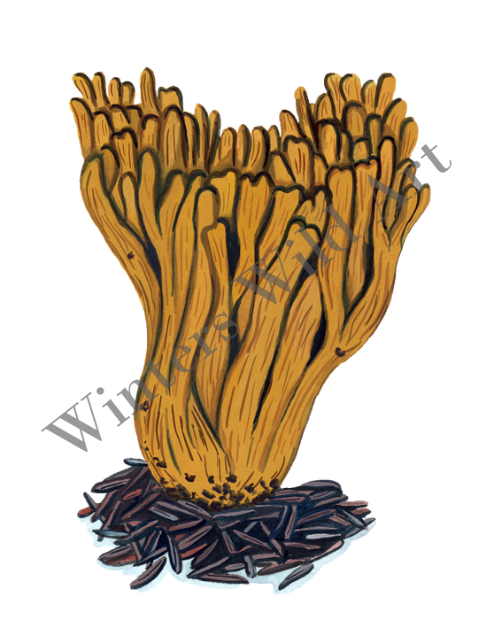 Mushroom Sticker Pack: Six Hand-Painted Die Cut Fungi Illustrations