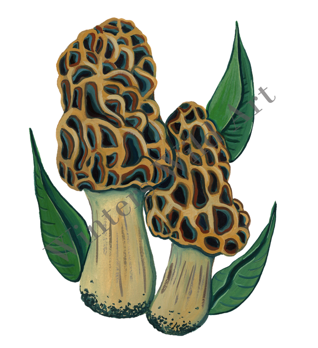 Mushroom Sticker Pack: Six Hand-Painted Die Cut Fungi Illustrations