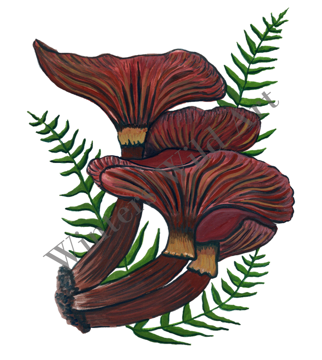 Mushroom Sticker Pack: Six Hand-Painted Die Cut Fungi Illustrations