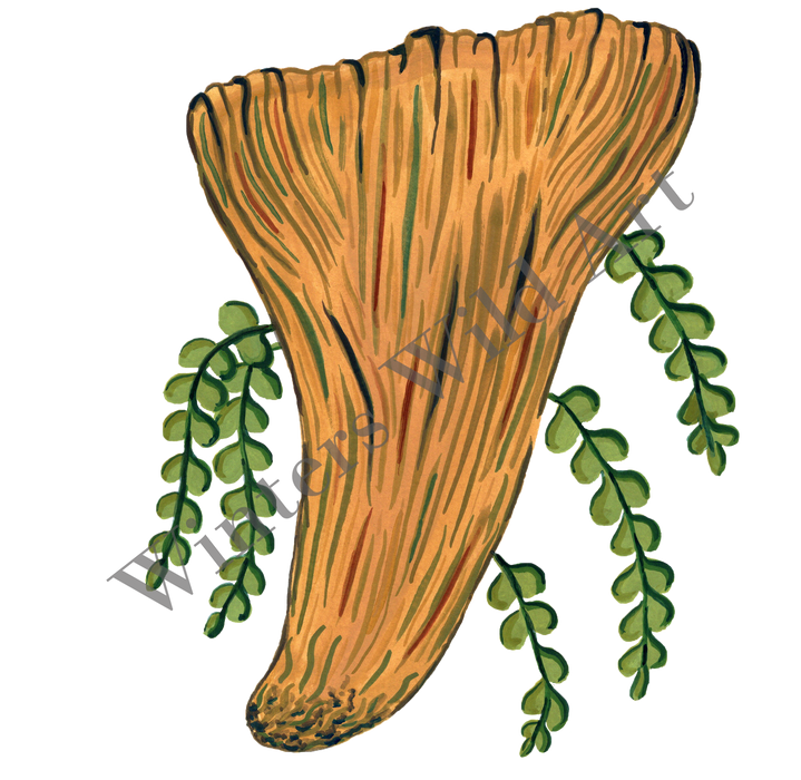 Mushroom Sticker Pack: Six Hand-Painted Die Cut Fungi Illustrations