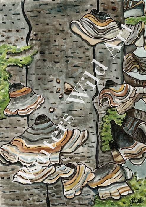 Original Watercolor Turkey Tail Mushroom Illustration, 8x10 Matted Painting, Botanical Watercolor