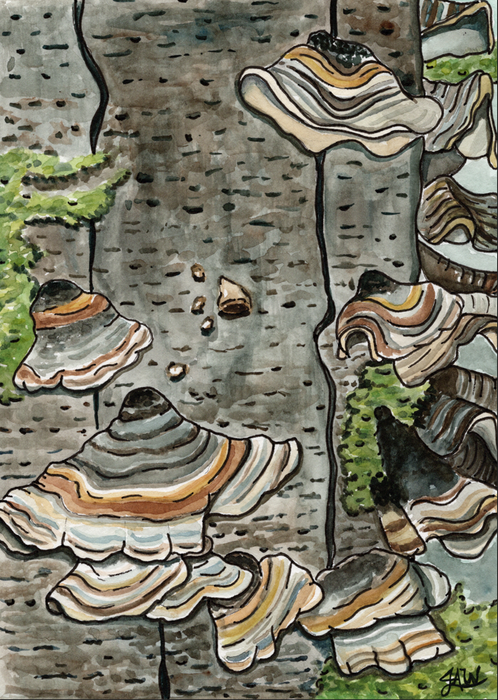 Original Watercolor Turkey Tail Mushroom Illustration, 8x10 Matted Painting, Botanical Watercolor