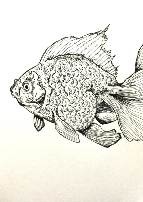 Fish Sketch