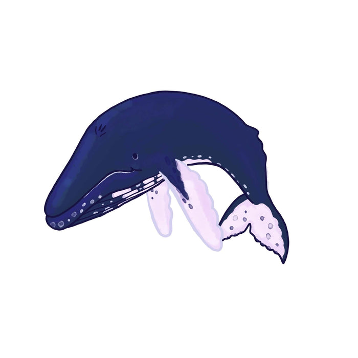 Humpback Whale sticker