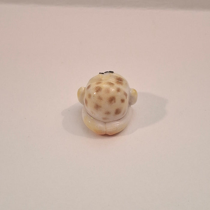 Desert Rain Frog Friend