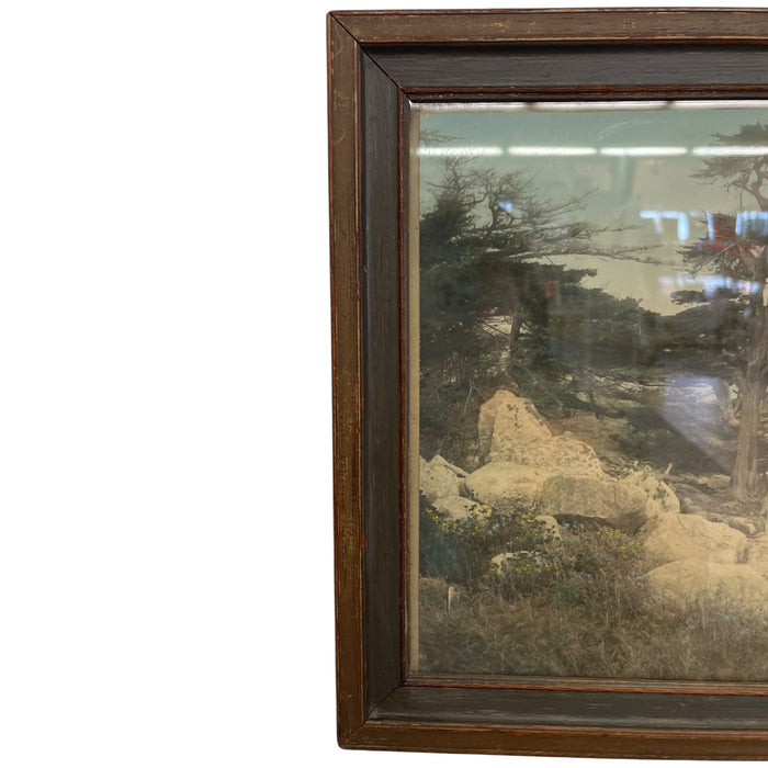Vintage Framed Tinted Coastal Landscape Photograph of Cypress Trees on Rocky Shoreline
