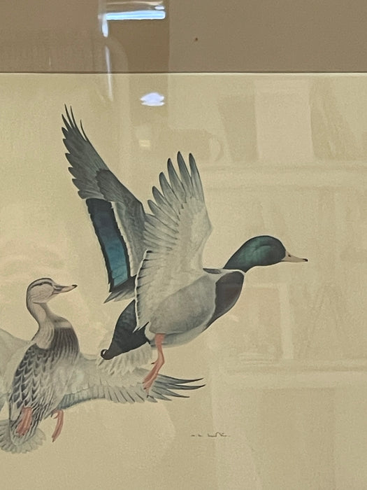 Vintage Framed Waterfowl Bird Print of Flying Ducks, Wildlife Wall Art