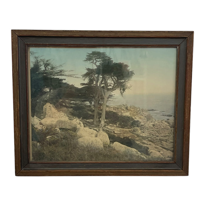 Vintage Framed Tinted Coastal Landscape Photograph of Cypress Trees on Rocky Shoreline