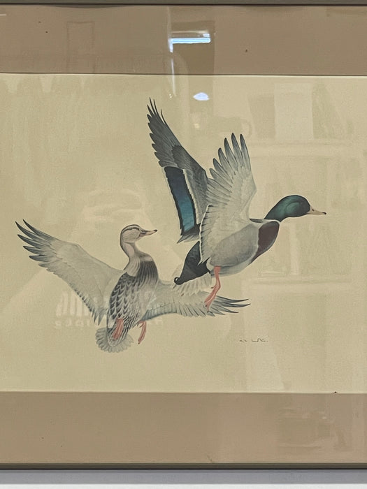 Vintage Framed Waterfowl Bird Print of Flying Ducks, Wildlife Wall Art