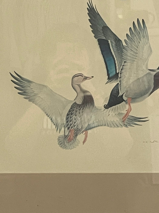 Vintage Framed Waterfowl Bird Print of Flying Ducks, Wildlife Wall Art