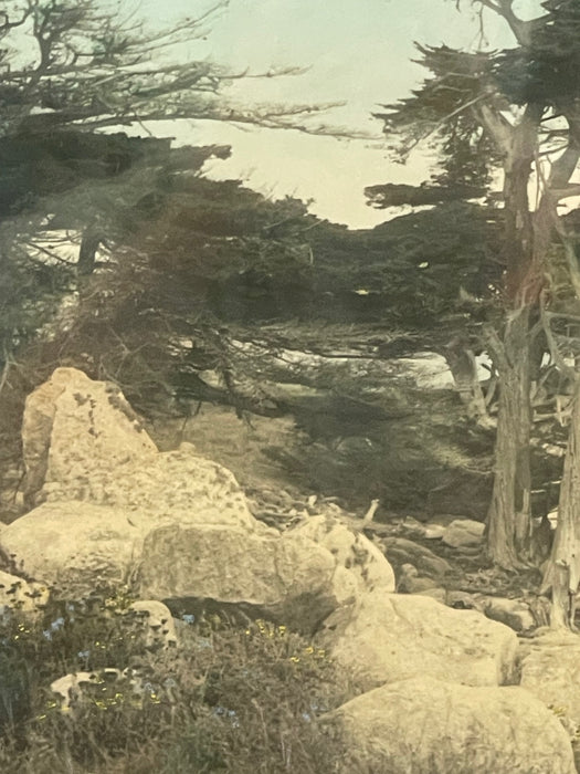 Vintage Framed Tinted Coastal Landscape Photograph of Cypress Trees on Rocky Shoreline