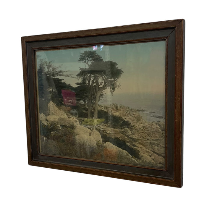 Vintage Framed Tinted Coastal Landscape Photograph of Cypress Trees on Rocky Shoreline