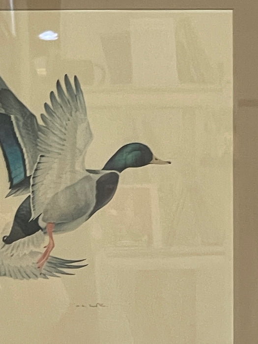 Vintage Framed Waterfowl Bird Print of Flying Ducks, Wildlife Wall Art