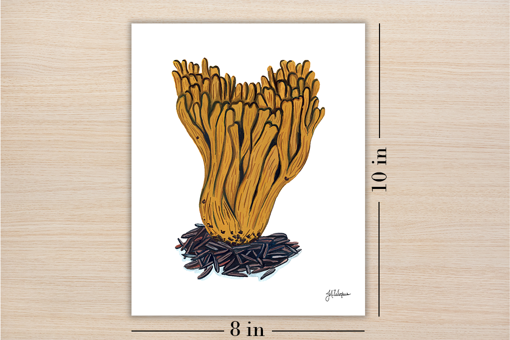 Coral Fungi Art Print Botanical Illustration 8x10