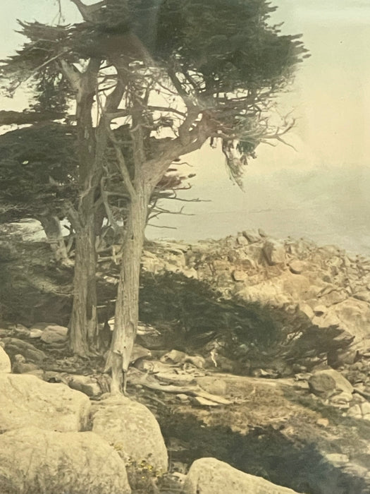 Vintage Framed Tinted Coastal Landscape Photograph of Cypress Trees on Rocky Shoreline