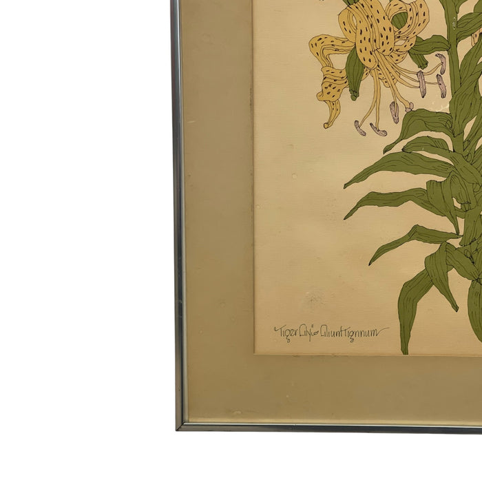 Vintage Botanical Tiger Lily Illustration by Wendy Wheeler, Signed, Framed Floral Art