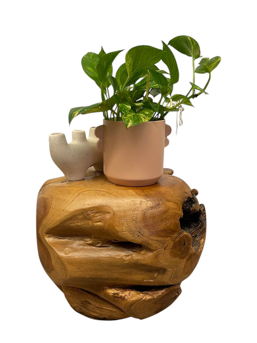 Natural Organic Likely Teak Root Accent Table or Sculptural Display Stand