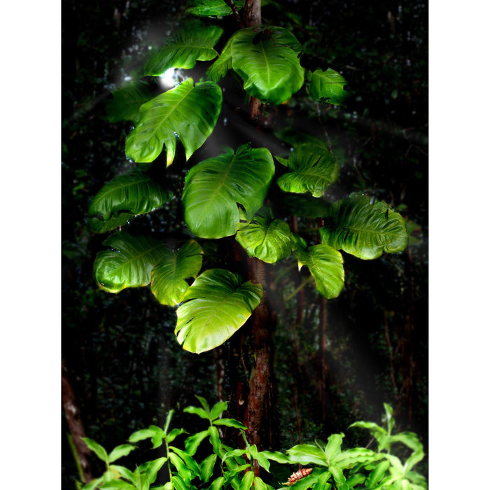 8x10 Photographic Prints