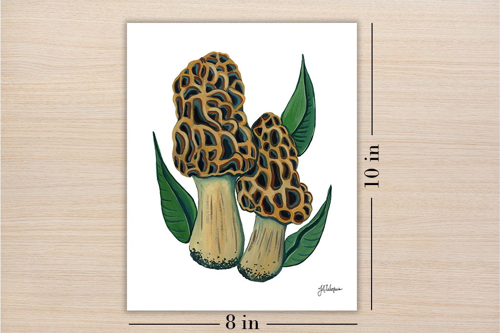Morel Mushrooms Art Print Botanical Illustration 8x10